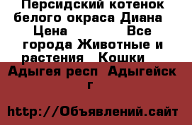 Персидский котенок белого окраса Диана › Цена ­ 40 000 - Все города Животные и растения » Кошки   . Адыгея респ.,Адыгейск г.